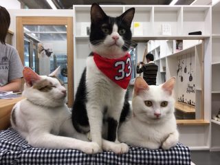 保護猫カフェ パブリック