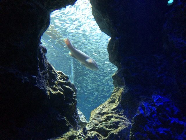 マリホ水族館