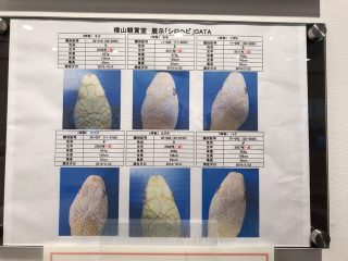 岩国シロヘビの館